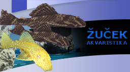 Akvaristika - Radek ŽUČEK
